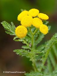Image result for Tanacetum vulgare