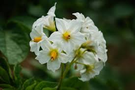 Attēlu rezultāti vaicājumam “Solanum tuberosum flower”