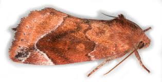 Attēlu rezultāti vaicājumam “Cosmia pyralina”