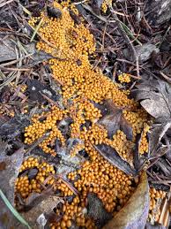 Attēlu rezultāti vaicājumam “Leocarpus fragilis”