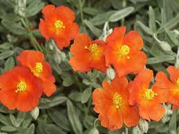 Attēlu rezultāti vaicājumam “Helianthemum nummularium fruit”