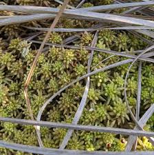 Attēlu rezultāti vaicājumam “Sphagnum sporophyte”