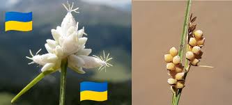 Attēlu rezultāti vaicājumam “Carex globularis flower”