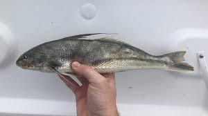 Image result for Menticirrhus saxatilis