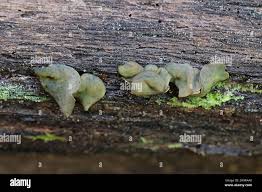 Attēlu rezultāti vaicājumam “Chlorencoelia versiformis”