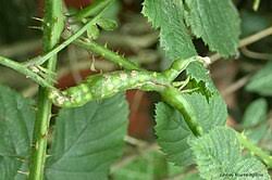 Attēlu rezultāti vaicājumam “Diastrophus rubi”