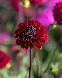 Image result for Dahlia `Red Skin`