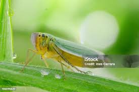 Attēlu rezultāti vaicājumam “Cicadella viridis female”