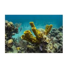 Attēlu rezultāti vaicājumam “Tubifera applanata sessile”