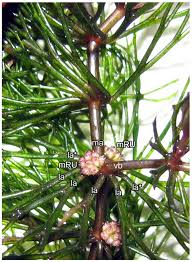 Attēlu rezultāti vaicājumam “Ceratophyllum submersum leaf”