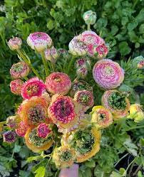 Attēlu rezultāti vaicājumam “Ranunculus elatior flower”