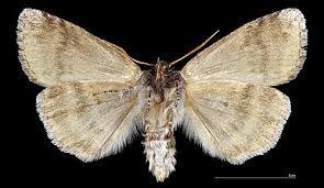 Attēlu rezultāti vaicājumam “Tethea or”