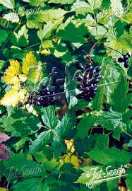 Attēlu rezultāti vaicājumam “Actaea spicata fruit”