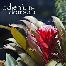 Картинки по запросу гусмания