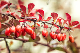 Attēlu rezultāti vaicājumam “Berberis thunbergii fruit”