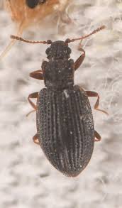 Attēlu rezultāti vaicājumam “Latridiidae”