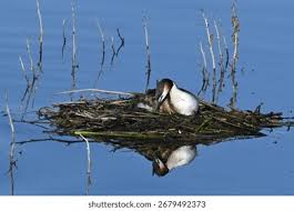 Attēlu rezultāti vaicājumam “Podiceps cristatus nest”