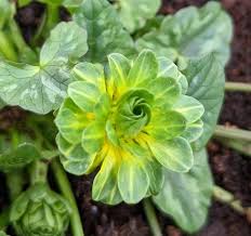 Attēlu rezultāti vaicājumam “Ficaria verna flower”