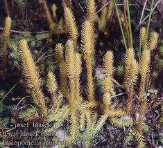 Attēlu rezultāti vaicājumam “Lycopodiella inundata”