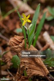 Attēlu rezultāti vaicājumam “Gagea pratensis flower”