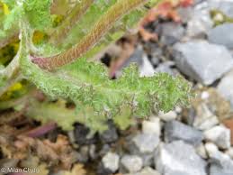 Attēlu rezultāti vaicājumam “Senecio vernalis bud”