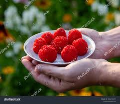 Attēlu rezultāti vaicājumam “Rubus illecebrosus fruit”