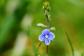 Attēlu rezultāti vaicājumam “Veronica chamaedrys bud”