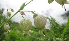 Attēlu rezultāti vaicājumam “Silene vulgaris leaf”