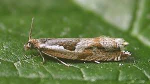 Attēlu rezultāti vaicājumam “Ancylis myrtillana”