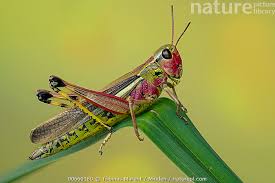 Attēlu rezultāti vaicājumam “Stethophyma grossum”