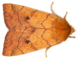 Attēlu rezultāti vaicājumam “Enargia paleacea”