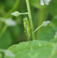 Attēlu rezultāti vaicājumam “Rhogogaster viridis”