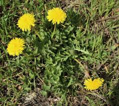 Attēlu rezultāti vaicājumam “Taraxacum suecicum”