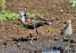 Attēlu rezultāti vaicājumam “Philomachus pugnax adult”