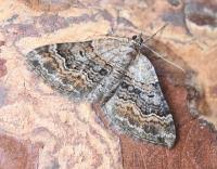 Attēlu rezultāti vaicājumam “Xanthorhoe quadrifasiata”