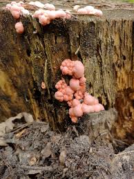 Attēlu rezultāti vaicājumam “Lycogala cf. oleocrystalliferum sessile”