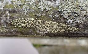 Attēlu rezultāti vaicājumam “Leskea polycarpa sporophyte”