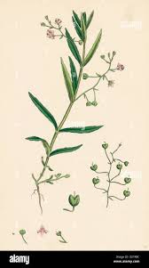 Attēlu rezultāti vaicājumam “Veronica scutellata flower”