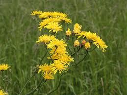 Attēlu rezultāti vaicājumam “Crepis biennis leaf”