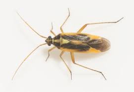 Attēlu rezultāti vaicājumam “Polymerus palustris”