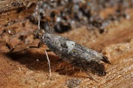 Attēlu rezultāti vaicājumam “Acrolepiopsis assectella”