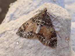 Attēlu rezultāti vaicājumam “Dysstroma truncata”