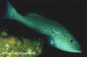 Image result for Mycteroperca microlepis