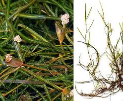 Attēlu rezultāti vaicājumam “Potamogeton trichoides”