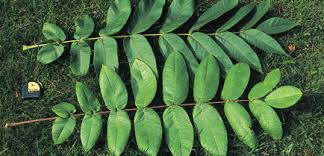 Attēlu rezultāti vaicājumam “Juglans x sinensis leaf”