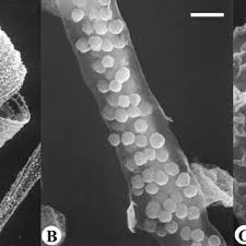 Attēlu rezultāti vaicājumam “Cribraria oregana stalked”