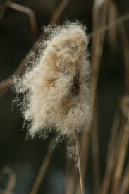 Attēlu rezultāti vaicājumam “Typha latifolia fruit”