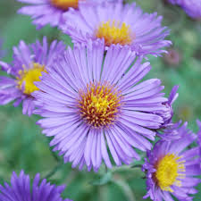 Image result for Aster novi-belgii