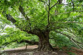 Attēlu rezultāti vaicājumam “Pterocarya fraxinifolia”
