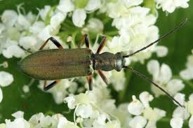 Attēlu rezultāti vaicājumam “Chrysanthia geniculata”